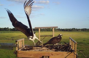 osprey, raptors, denest the osprey project