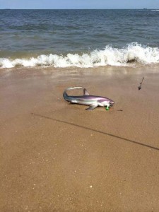thresher shark in surf, shark on beach, shark week, atlantic fish, mullet rigs, summer fishing,