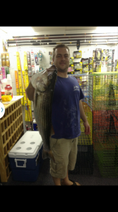 striped bass, indian river bay, rockfish, fall run, spring run,