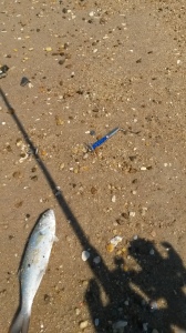 bluefish, deadly dick, the point,cape henlopen state park