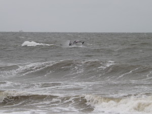 dolphins, the point, cape henlopen state park