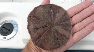 sand dollar in delaware, clamming,
