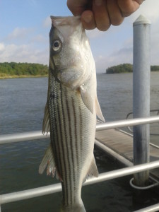 Striped Bass, masseys landing, plugging for bass
