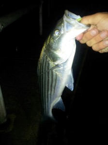 striped bass, rockfish, shorty, schoolie, indian river inlet, rock the rocks