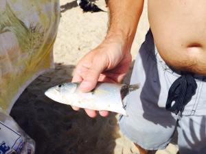3Rs beach, bluefish, fish eaten on the retrieve, big bait big fish,