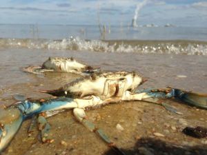 crabs, augustine beach, salem I, delaware River, route 9, delaware bay