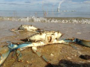 blue crabs, augustine beach, delaware river, salem I,