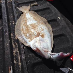 flounder,bluefish, fish eating fish on the retrieve, fish are hungry, atlantic fish, ocean fish, surf fishing,