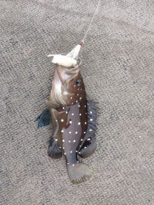 snowy grouper, indian river bay, inland bay, masseys landing, rehoboth bay, assawoman bay