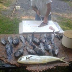 mahi, black sea bass, hotdog, wreck fishing,