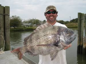 sheepshead delaware state record, delaware bay fishing, porgy