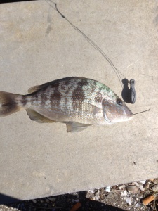 porgy, sand fleas for bait, atlantic fish,