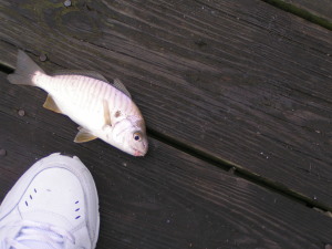 spot, mullet chunks, diamond state tackle, cape henlopen fishing pier, delaware tate parks, lewes delaware, Atlantic baitfish
