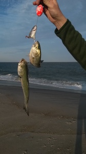 modified mullet rig, double hook up on bluefish, delaware seashore state park