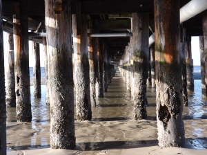 cape henlopen fishing pier, under the board walk, pier poles, damaged pier, storm damage, barnacles,