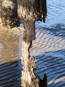 cape henlopen fiishing pier, eroded pier poles, harbor of safe refuge, barnacles, storm damage, sea erosion