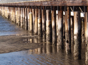 cape henlopen fishing pier, eroded poles, blow out tide, harbor of safe refuge, shoaled in, pier damage, storm damage,
