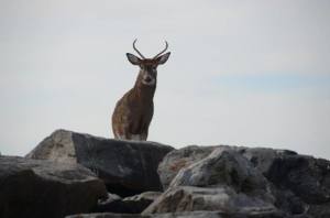 Deer seen at the inner wall a few years ago