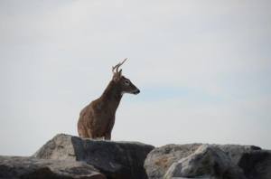 dune elk,dune deer, horsesoe crabs, cape henlopen state park
