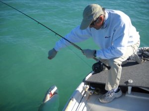 fly fishing for sharks, lemon shark, fish finder adventures, florida keys