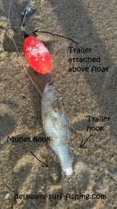 modified mulletrig, bluefish, striped bass, double hook up, delaware seashore state park