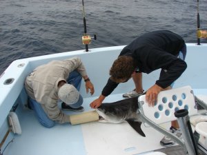 tiger shark, fish finder adventures, gut hook removal the hard way,