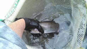 trout stocking, delaware, new castle county, white clay creek, newtons pond,