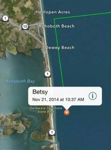 great whote shark, OCEARCH, tagged great white shark betsy, atlantic ocean sharks, seal hunting, delaware seashore state park
