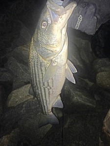 Striped bass from the rocks caught by Corey Joseph