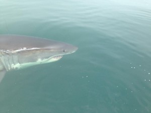 Great White shark, OCEARCH, atlantic sharks, seal hunting, the canyons