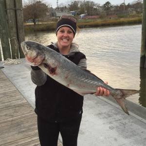 bluefish, gatoe blue, delaware bay, katy did charters, lewes harbor marina, lewes canal, atlantic fish