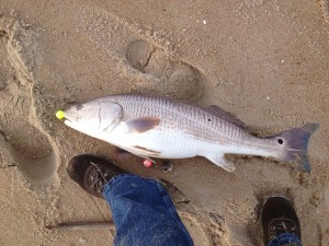 red drum, puppy drum, Fenwick Island,