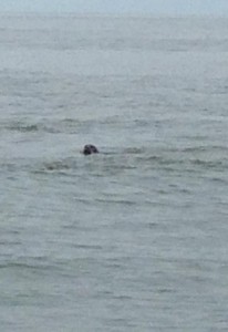 grey seal, ice breakers, haystacks, inner wall, outer wall, delaware bay, harbor seals