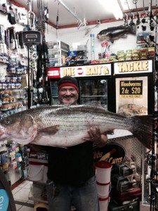 57 pound striped bass, atlantic city, fall run fish, rockfish, rock the rocks, jetty jockeys, fresh bunker