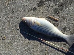 striped bass, shotry bass, port Mahon, Augustine beach
