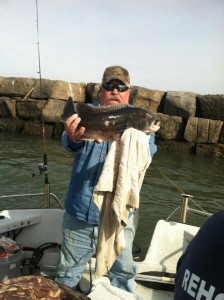 tautog, toggin, inner wall, delaware bay, green crabs, sand flas, white legs, calico crab, lady crab,