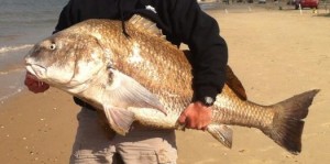 Black Drum