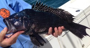 black sea bass