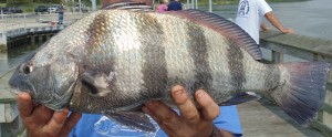 Black Drum, puppy drum