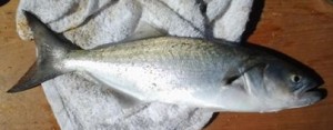 Bluefish