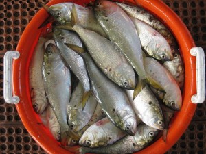 menhaden, bunker, bait fish, forgae fish, striped bass, bluefish, delaware, sussex county