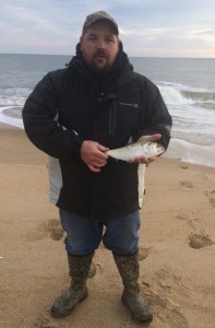 bunker, menhaden, surf fishing, bait in the surf,