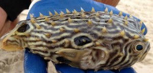 boxfish, porcupine puffer, Burr Fish