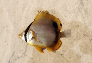 spotfin butterfly fish, tropical fish, center for the inland bays