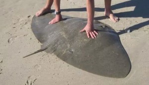 butterfly ray