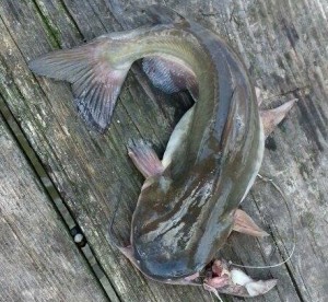 Channel cat fish, blue channel catfish, delaware, sussex county, indian river, cupola park,