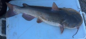 Channel cat fish, battery park, c&d canal, delaware river, ponds, lakes, streams, tidal creeks, broadkill river, murderkill river,