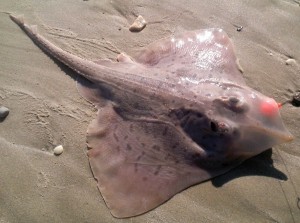 Clear nose skate, jersey flounder, surf fishing, delaware beaches, sussex county, indian river inlet,