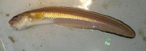 cusk eel, striped cusk eel