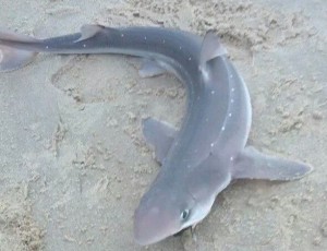 fish and chips, Spiny Dogfish, spurdog, mud shark, piked dogfish